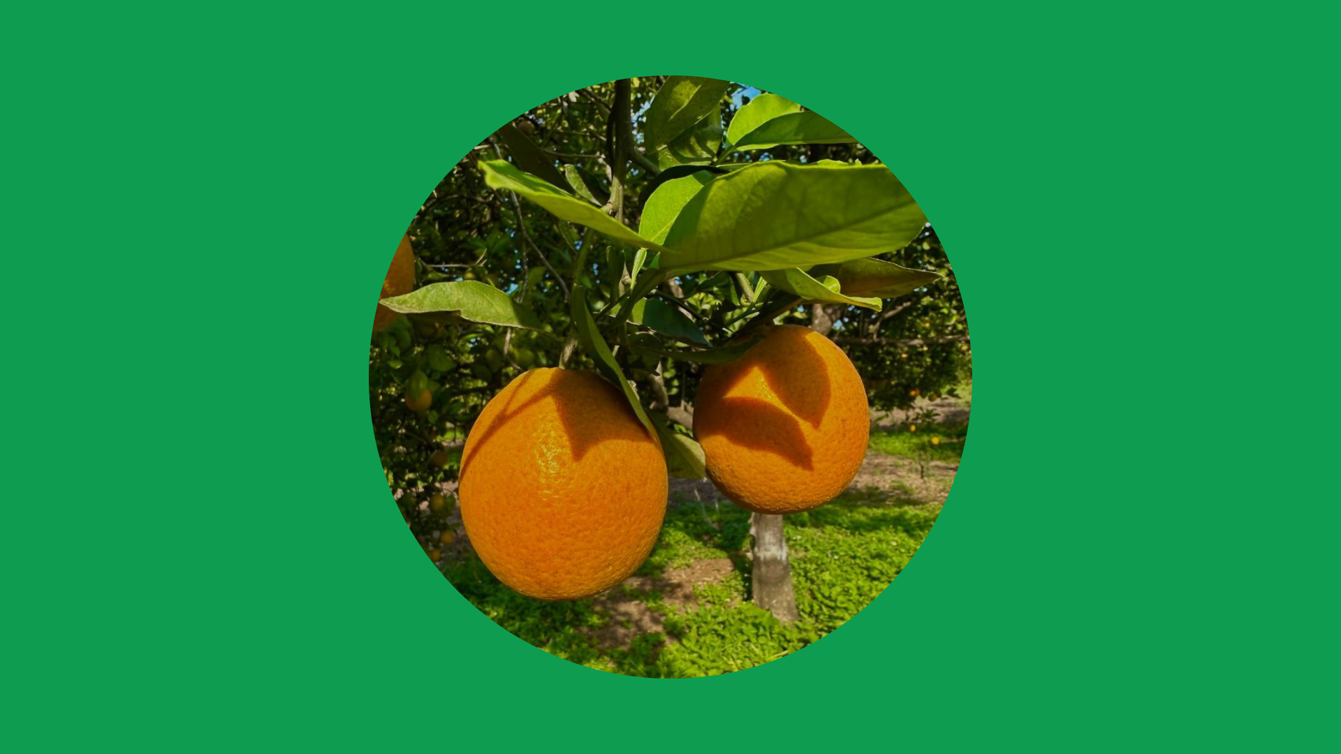 Diseño sin título (5)